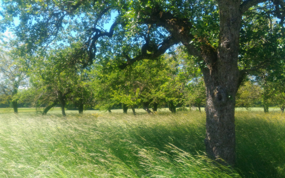 PAEN (Périmètre de protection et de mise en valeur des espaces agricoles et naturels)