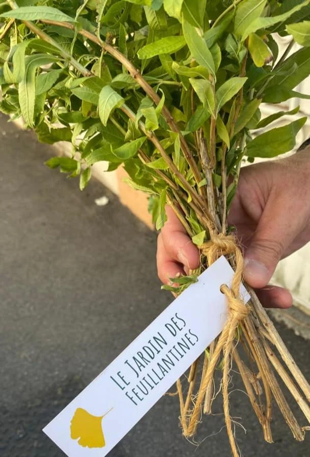 Extension du Jardin partagé des Feuillantines