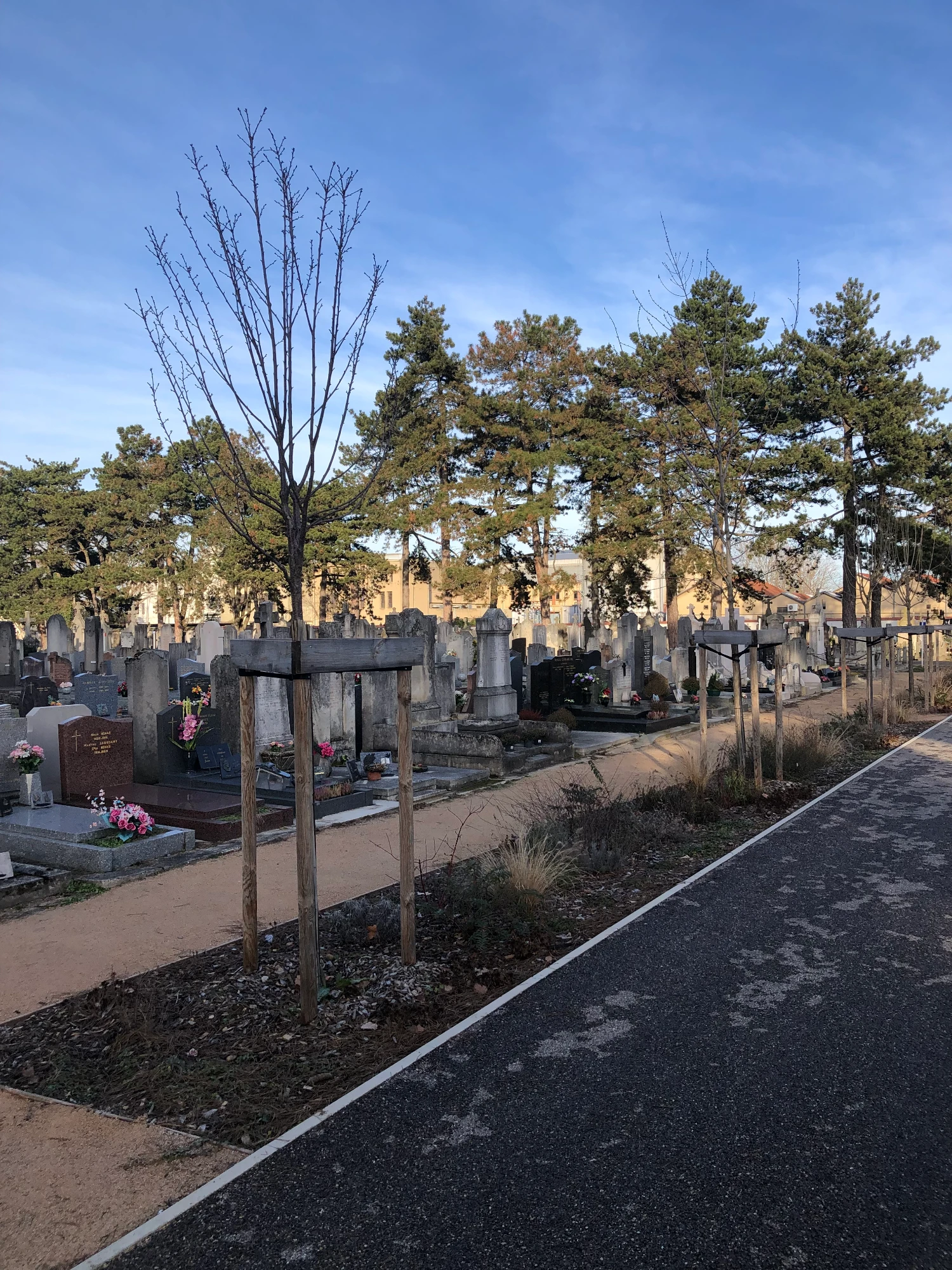 revégétalisation des allées du cimetière ancien